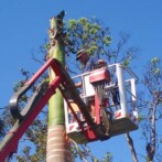 Tree Lopping